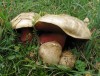 Hřib satan (Boletus satanas) 