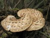 Choroš šupinatý (Polyporus squamosus)