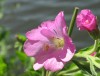 Vrbovka chlupatá (Epilobium hirsutum)