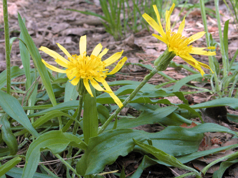 Hadí mord nízký (Scorzonera humilis)