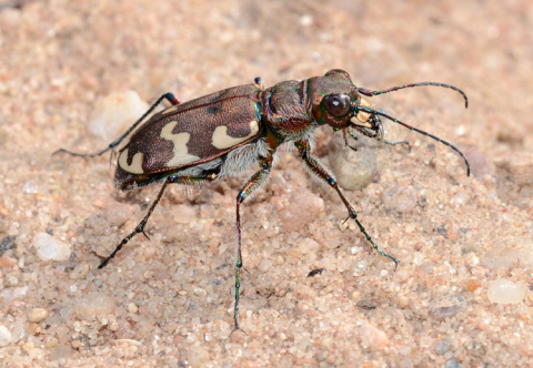 Svižník (Cicindela hybrida)