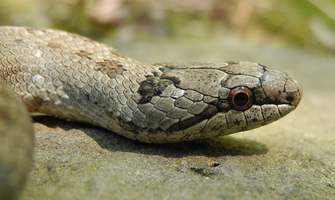 Užovka hladká (Coronella austriaca).  Vzácný, zákonem chráněný had, vyhledávající výslunné stráně s řídkou vegetací. 