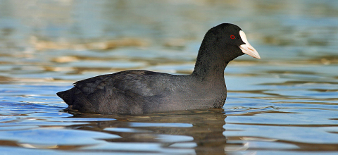 Fulica atra © 2008 Richard Bartz, Wikimedia.org, CC BY-SA 2.5