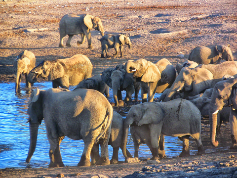 np etosha svými napajedly nabízí jedinečná místa k pozorování zvířat